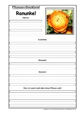 Pflanzensteckbrief-Ranunkel.pdf